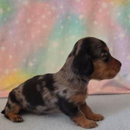 Adam - Dapple male Dachshund puppy in Klamath Falls, Oregon from Luvindoxys4u