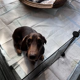 Tekka - Dachshund