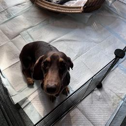 Tekka - Dachshund