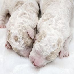 Goldendoodle Puppies from Honey's Bunches