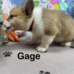 Gage - Sable male Pembroke Welsh Corgi puppy in Apison, Tennessee from Ashmore Corgis