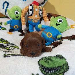 Carl - Red male Cavapoo puppy in Dallas, Texas from Halo's Heroes Doodles