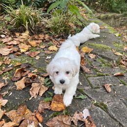 Companion Cross Puppies from SOMD Maltichon