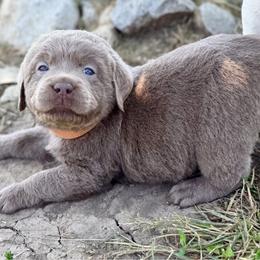 Harbor - Silver male Dilute Retriever puppy in Baldwin City, Kansas from Hedge Lane Labradors