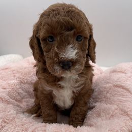 Star - Red  female Goldendoodle puppy in Kansas City, Kansas from Bella & Ivy’s Mini Goldendoodles of KC