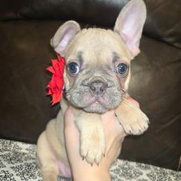 Stella - Fawn female French Bulldog puppy in Graham, Washington from Olivia's Miniature Schnauzer's and French Bulldogs