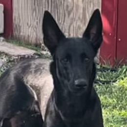 Wicca - Belgian Malinois