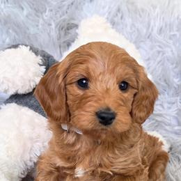 Capricorn - Red  male Goldendoodle puppy in Syracuse, Utah from Just Doodling Dogs