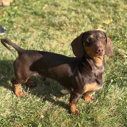 Roca - Chocolate and tan male Dachshund puppy in Mesquite, Texas from 208 Dox Dynasty