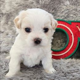 Joy - Cream male Shichon puppy in Carmel, Indiana from S&S Pups