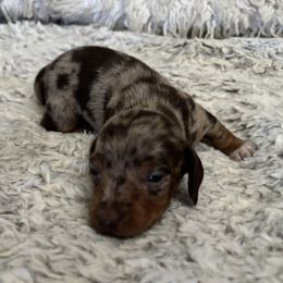 Dachshund Puppies from Rutherford Ranch Dachshunds