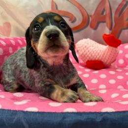 Girl 1 - Piebald female Dachshund puppy in Irving, Texas from DFW Dachshunds by G & S