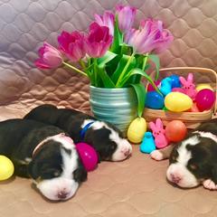 Greater Swiss Mountain Dog Puppies from Hidden Hill Greater Swiss Mountain Dogs