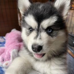 Coco - Black and white female Pomsky puppy in Diamond Lake, Washington from Husky Haven WA