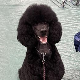 Poodles from Beyond the Standard