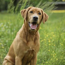 Rouge - Labrador Retriever