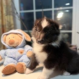Boot - Black and white male Shetland Sheepdog puppy in Ypsilanti, Michigan from Rollinghills Breeders