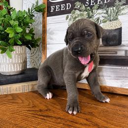 Abilene - Blue female Great Dane puppy in Carencro, Louisiana from Halsey Danes