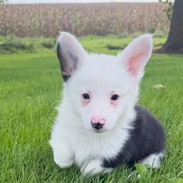 Corndog - Black and tan male Pembroke Welsh Corgi puppy in Bloomfield, Iowa from Beebe’s Corgis & Doxies