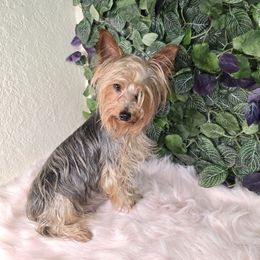 Chiquita - Yorkshire Terrier