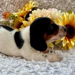 Buzz - Piebald male Dachshund puppy in Colbert, Oklahoma from Brooke Crenshaw