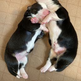 English Shepherd Puppies from Blackbird English Shepherds