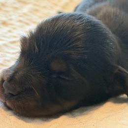Adam - Black and tan male Dachshund puppy in Oregon from SoCo Dachshunds