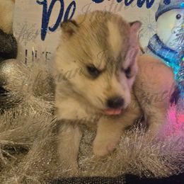 Kristoff - Gray and white male Siberian Husky puppy in Bingham, Illinois from Siberian Instincts Kennel