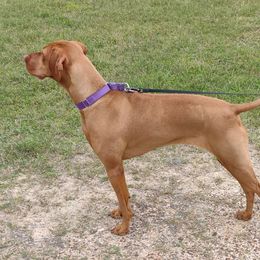 Vizslas from Maizel's Vizsla Puppies