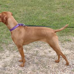 Vizslas from Maizel's Vizsla Puppies