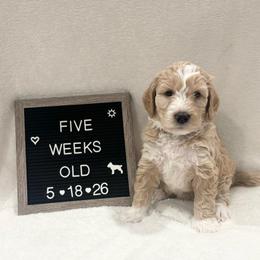Crush - Yellow and white male Bernedoodle puppy in Sparrows Point, Maryland from Rosie’s Puppies
