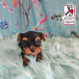 Benedict Bridgerton - Black and tan male Yorkshire Terrier puppy in California from Corazon de gigante