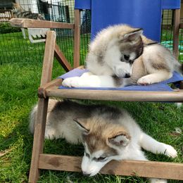 Alaskan Malamute Puppies from Delphi Alaskan Malamutes