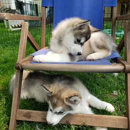 Alaskan Malamute Puppies from Delphi Alaskan Malamutes