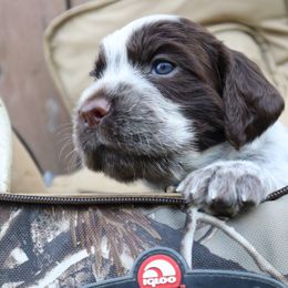 English Springer Spaniel Puppies from White Pine Springer Spaniels