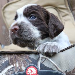 English Springer Spaniel Puppies from White Pine Springer Spaniels
