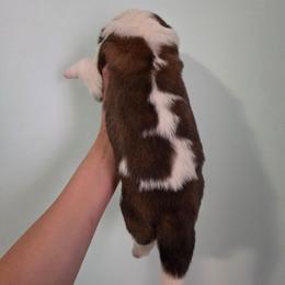 Gloria - Mahogany and white female Saint Bernard puppy in Brandon, South Dakota from Split Rock Saints