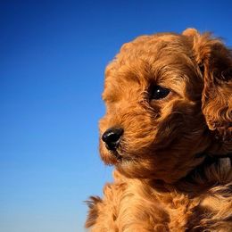 Poodles from High Desert Companions