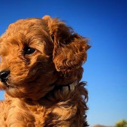 Poodles from High Desert Companions
