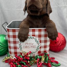 Dilute Retriever and Labrador Retriever Puppies from Winter Creek Labradors