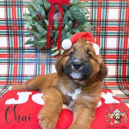 Chai - Red male Aussiedoodle puppy in Land O' Lakes, Florida from Olive’s Little Farmhouse Doodles