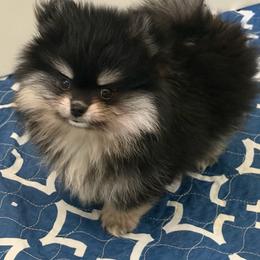 Ziggy - Black and tan male Pomeranian puppy in Newport Beach, California from Exotic City Pomeranians and chihuahuas