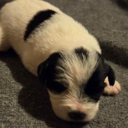 Everest - Parti female Miniature Schnauzer puppy in Elgin, Iowa from Firefly Stables