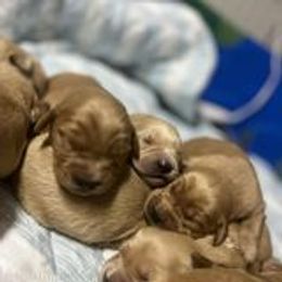 Golden Retriever Puppies from King's Golden Retrievers