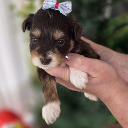 Boo - Tri-color female Bernedoodle puppy in Decatur, Tennessee from Diamond's Doodles