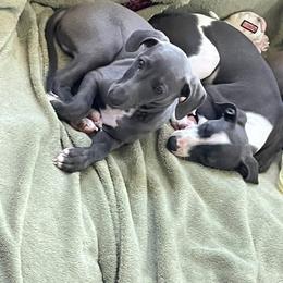 Italian Greyhound Puppies from Fisher Link
