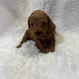 Winnie - Red  female Goldendoodle puppy in Wever, Iowa from JK Royal Lines
