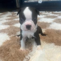 Nellie Jade Girl 6 - Black and white female Boston Terrier puppy in Brookville, Ohio from Best Friend Bostons