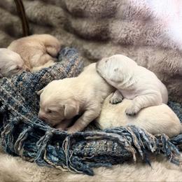 Fletcher - Yellow male Labrador Retriever puppy in Sweet Home, Oregon from Knotty Creek Labradors