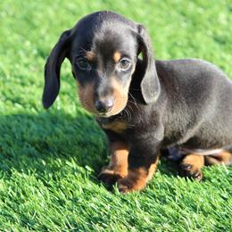 Koda - Black and tan male Dachshund puppy in Victorville, California from Wirz’s Weens